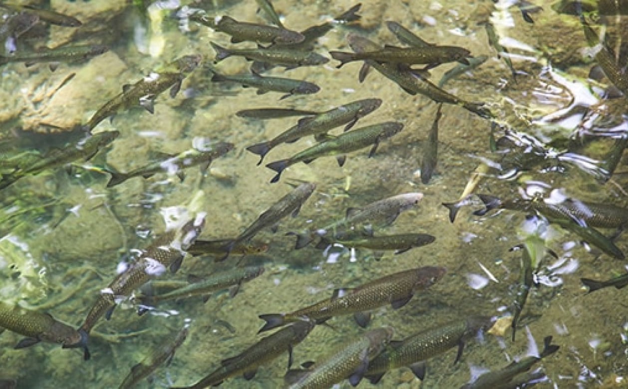 見え方イメージ ブラウン After